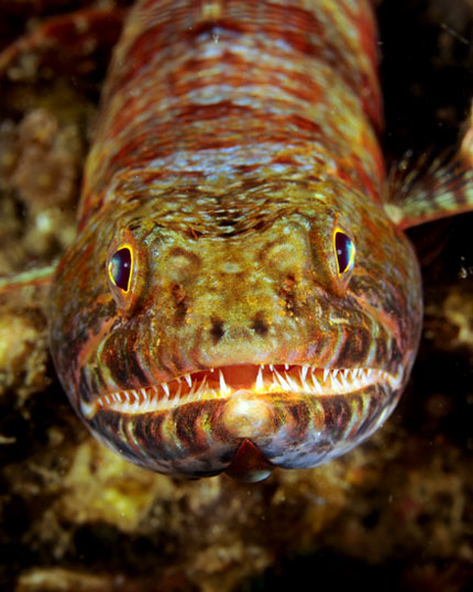 40 Lizardfish.jpg